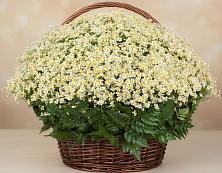 Цветочная композиция из Ромашки в корзине #REPLACE_PRED# Субханкулово