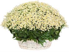Цветочная композиция из Ромашки в корзине #REPLACE_PRED# Субханкулово